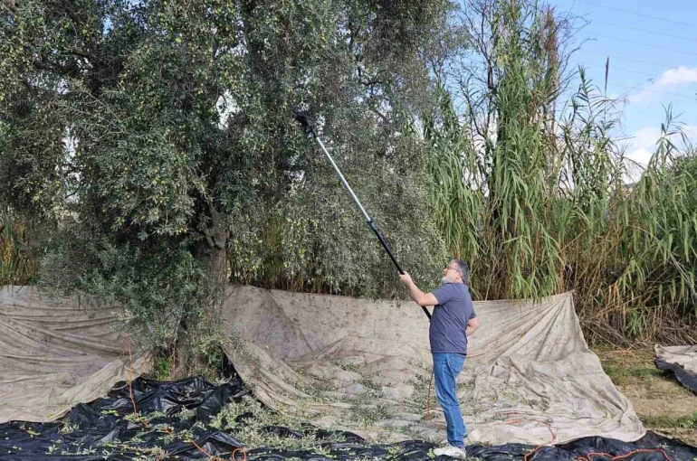 Aydın’da yağışların ardından zeytin hasadı başladı