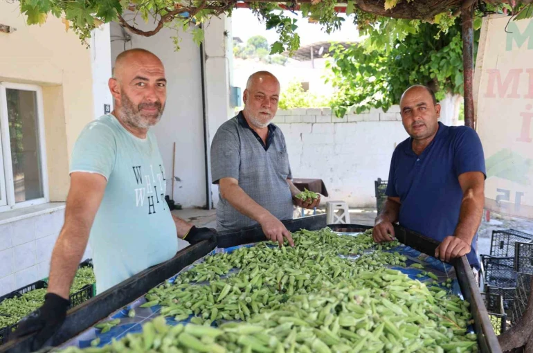 Aydın’ın bamyası Türkiye’nin dört bir yanına gönderiliyor 