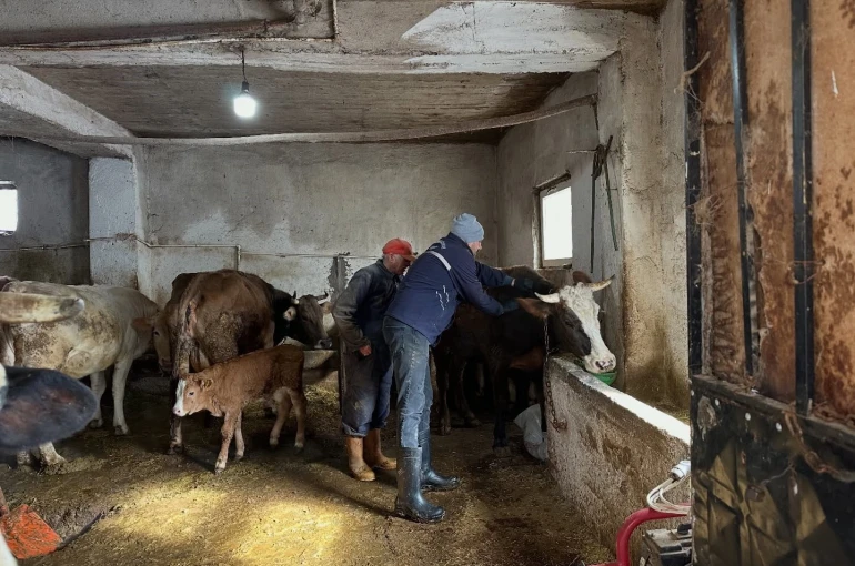 Aydıntepe’de 2026 ilkbahar şap aşılama kampanyası tamamlandı 