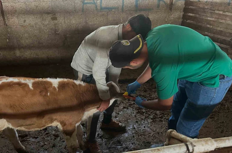 Aydıntepe’de ikinci tur buzağı küpeleme ve aşılama çalışmaları tamamlandı