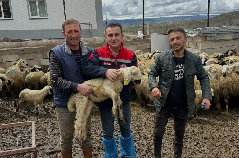 Aydıntepe’de küçükbaş hayvan tespitleri sürüyor 