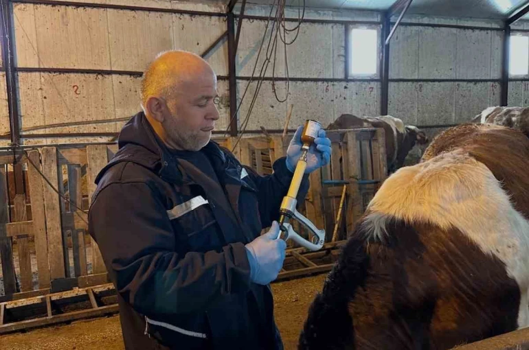 Aydıntepe’de şap aşılama ve küpeleme çalışmaları sürüyor
