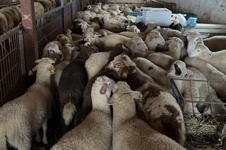 Aydıntepe’de şap hastalığına yönelik NSP ve bağışıklık takibi başlatıldı 