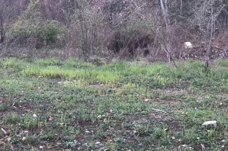 Ayı, domuz ve gelincik fotokapanla görüntülendi 