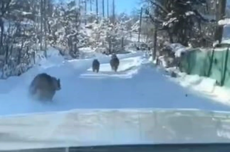 Ayı ve yavruları güpegündüz köy yolunda görüntülendi 