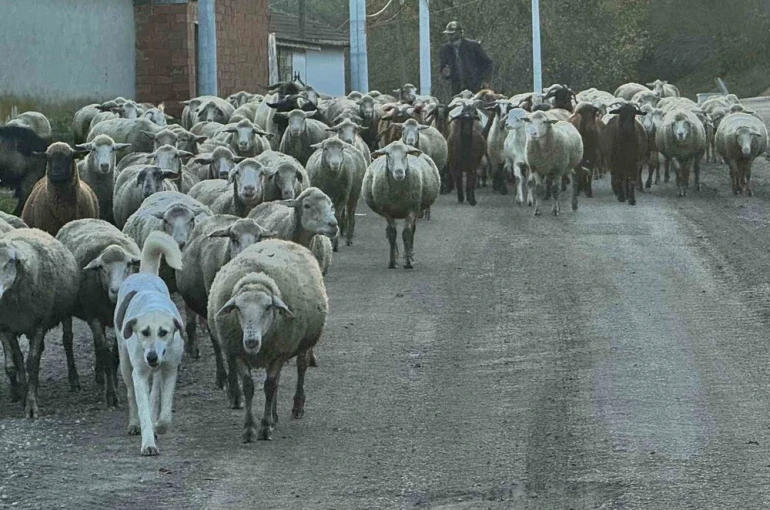 Aylık 50 bin liraya çoban bulamıyorlar