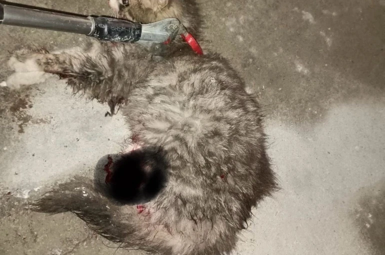 Ayvacık’ta otomobilde sıkışan kedi kurtarıldı 