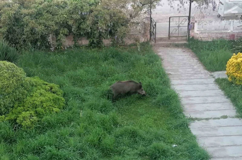 Ayvalık’ta Çamlık’ı yaban domuzları bastı 