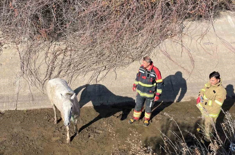 Ayvalık’ta itfaiyeden at kurtarma operasyonu