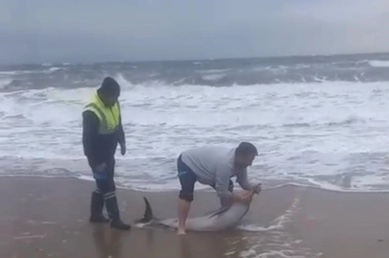 Ayvalık’ta karaya vuran yunusu vatandaşlar kurtardı