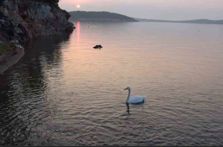 Ayvalık’ta sevimli kuğu Paşa Limanı’nın simgesi oldu 