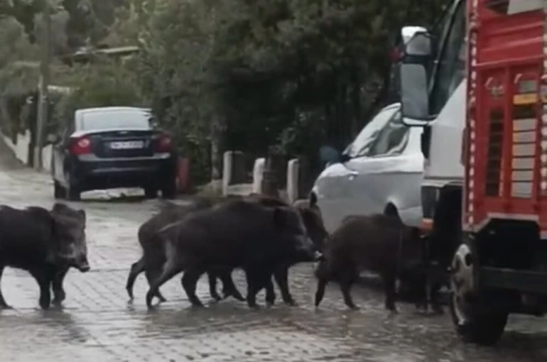 Ayvalık’ta yağmurlu havada aç kalan domuzlar şehir merkezine indi 