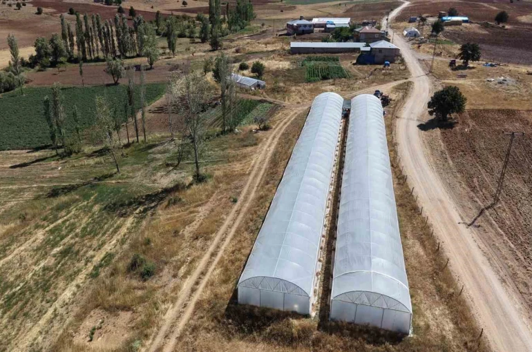 Baba-kız bin 500 rakımda sera kurup domates yetiştirmeye başladılar