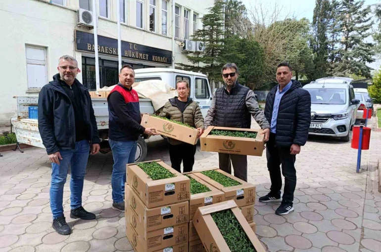 Babaeski’de üreticiye 2 bin kırmızı domates fidesi verildi 