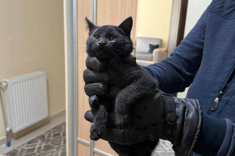 Bacaya giren kedi 6 saatlik sonunda kurtarıldı