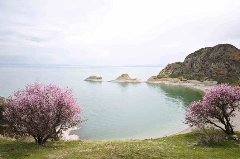 Badem çiçekleri Van Gölü kıyılarını renklendirdi 