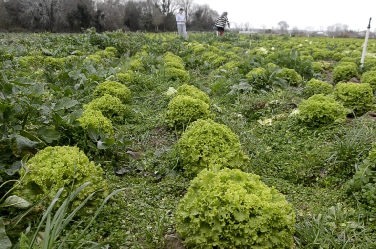 Bafra Ovası’nda 570 dekar alanda marul üretimi