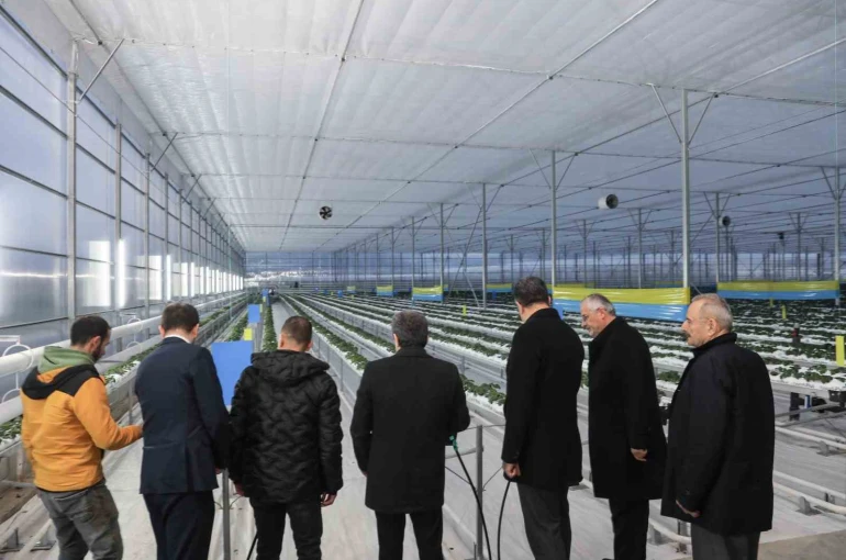 Bafra Sera OTB’de topraksız çilek üretimi 