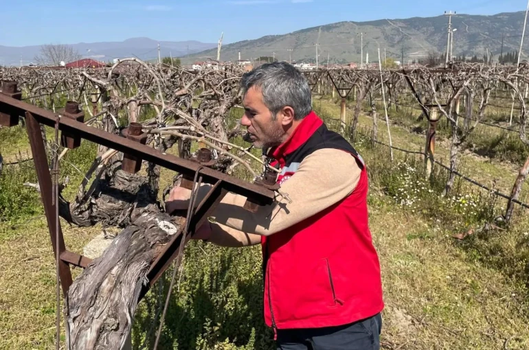 Bağlarda hastalık ve zararlı kontrolü yapılıyor 