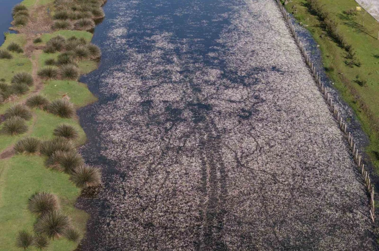 Baharın güzelliği deltada: Su papatyaları ve mandalarıyla ziyaretçilerin ilgi odağı 