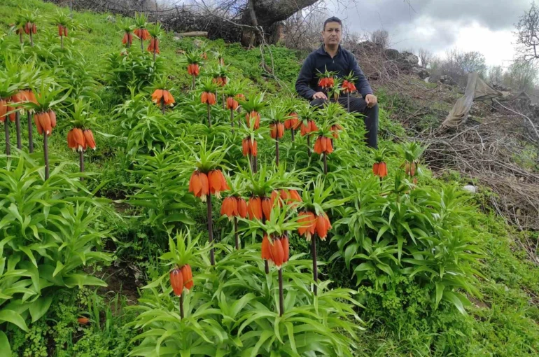 Baharın hüzünlü çiçeği: Doğu ve Güneydoğu Anadolu Bölgesi’nin sembolü ters lale yoğun ilgi görüyor 