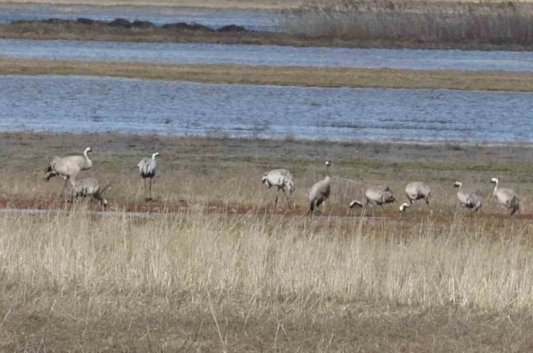 Baharın ilk habercilerinden turnalar kendini gösterdi 