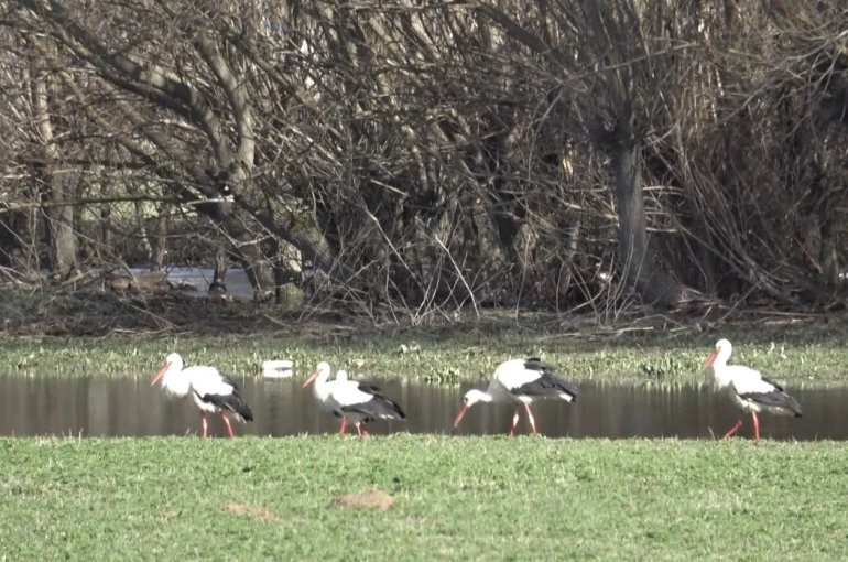 Baharın müjdecisi leylekler görsel şölen oluşturdu 
