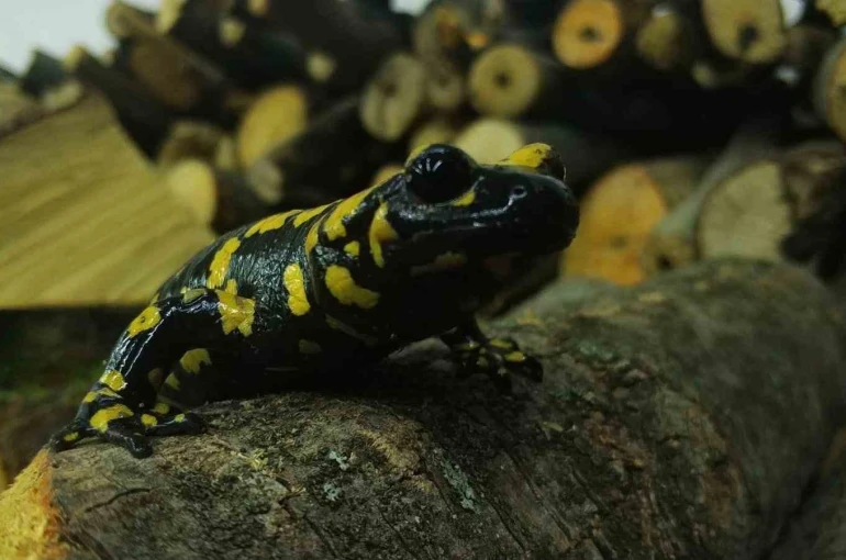 Baharla birlikte Benekli Semenderler çıkmaya başladı; Zarar vermenin bedeli, 557.212 TL 