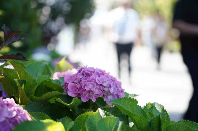 Bahçe sanatlarında uluslararası buluşma: Peyzaj dünyasının kalbi Sakarya’da atıyor 
