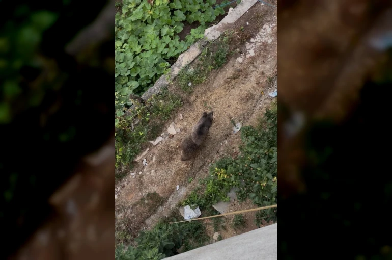 Bahçeye giren ayı paniğe yol açtı