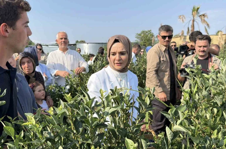 Bakan Göktaş Düzce’de yaban mersini topladı