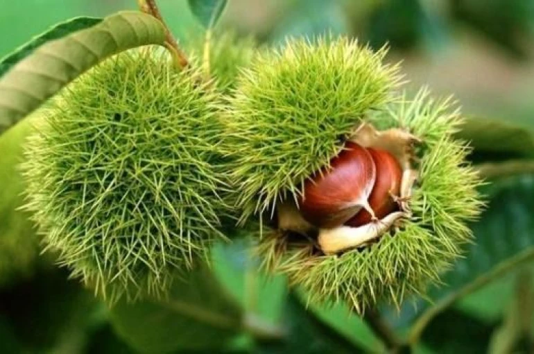 Bakanlık yüzde 75 destek veriyor