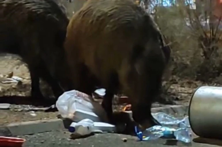 Balçova’da çöplere dadanan domuzlar iri cüsseleriyle şaşırttı 
