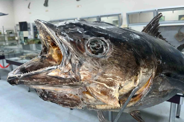 Balık sevdası ‘Deniz Canlıları Koleksiyon Merkezi’nde hayat buldu 