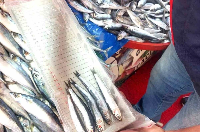 Balıkçı esnafına yönelik denetim 