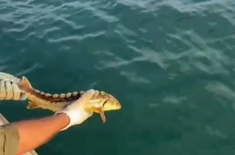 Balıkçılar ağlarına takılan nesli tehlike altındaki Mersin balığını geri denize bıraktı