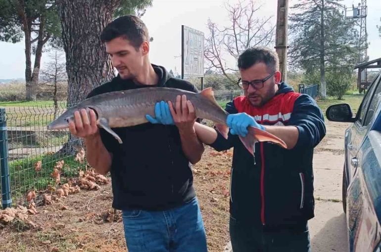 Balıkçının ağlarına takılan Mersin balığı koruma altına alındı