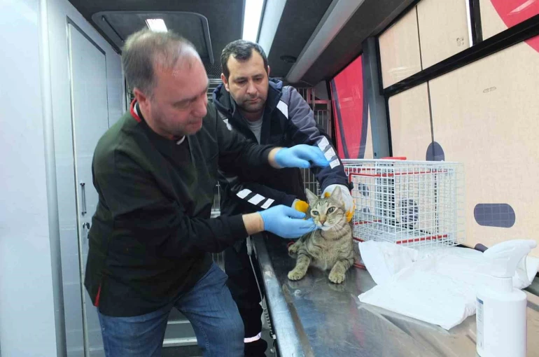 Balıkesir de sokak hayvanlarına ücretsiz tedavi desteği