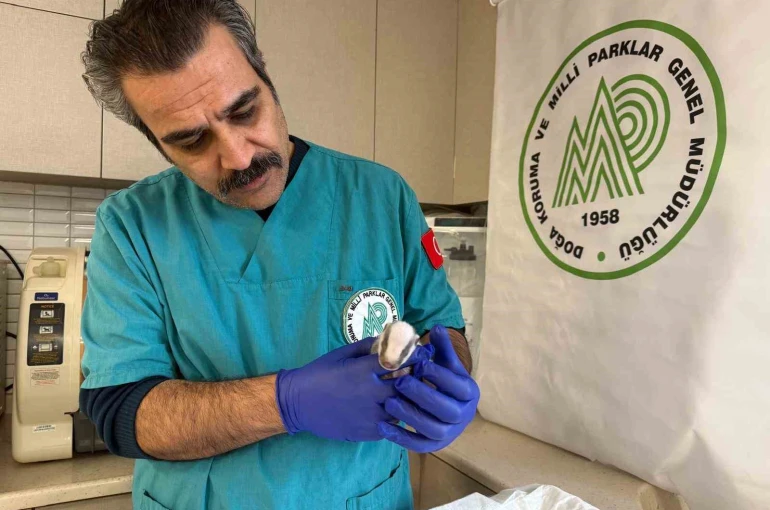 Balıkesir’de bitkin halde bulunan porsuk yavrusu koruma altına alındı 