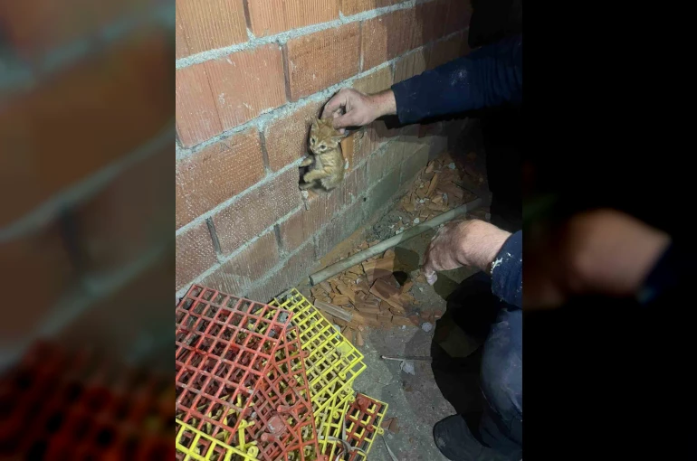 Balıkesir’de duvar arasına sıkışan yavru kediyi itfaiye kurtardı 