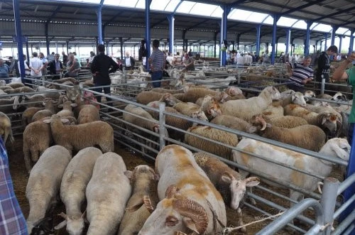 Balıkesir’de Kurban Bayramı öncesi şap alarmı: Hayvan pazarları kapatıldı 