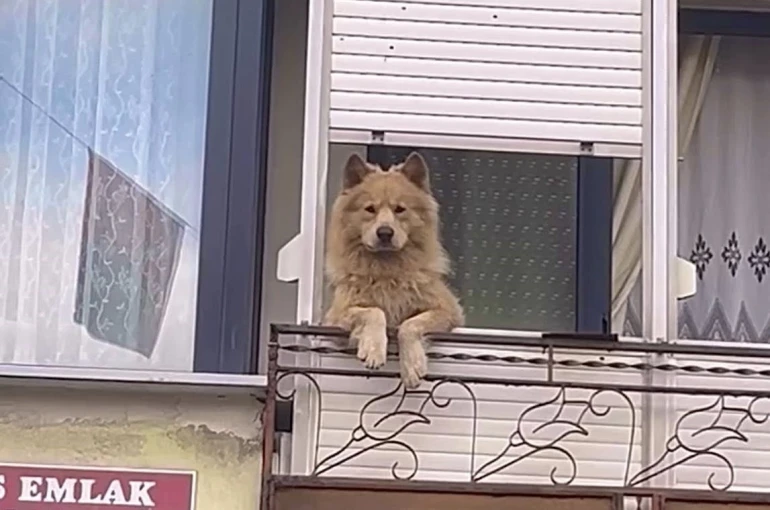Balkondaki sevimli köpek herkesi gülümsetiyor