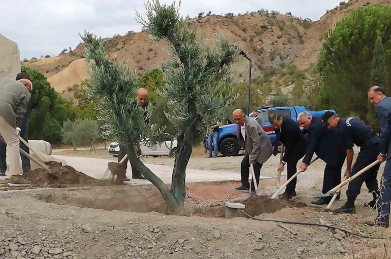 Baltacı Mehmet Paşa anısına asırlık zeytin ağacı dikildi