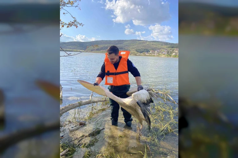 Barajda mahsur kalan pelikan böyle kurtarıldı 