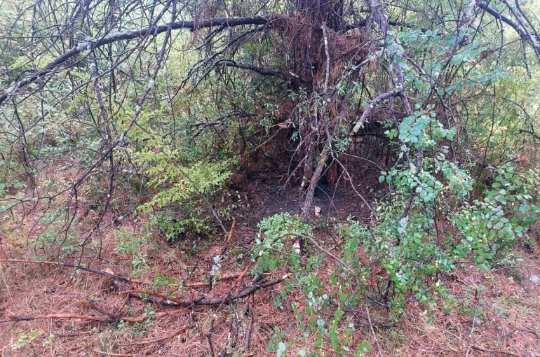 Bartın’da 1 saatte 4 ağaca yıldırım düştü 