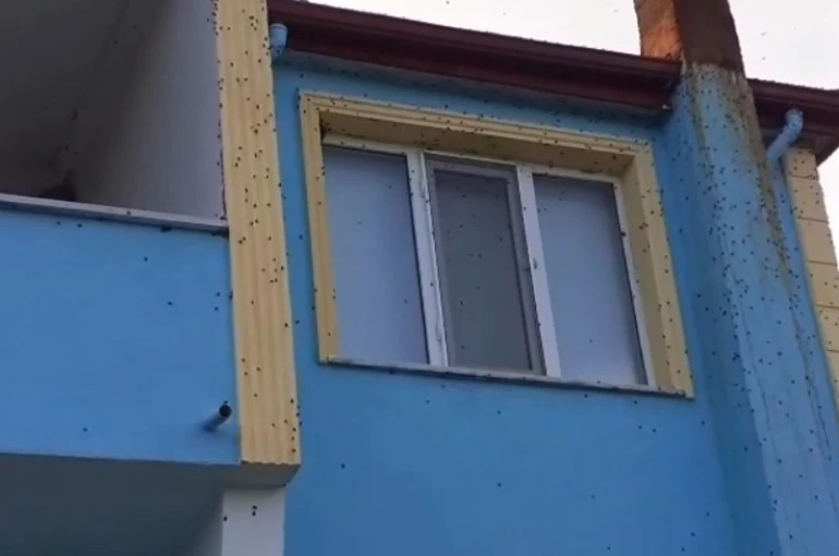 Bartın’da kahverengi kokarca istilası kabusa dönüştü 