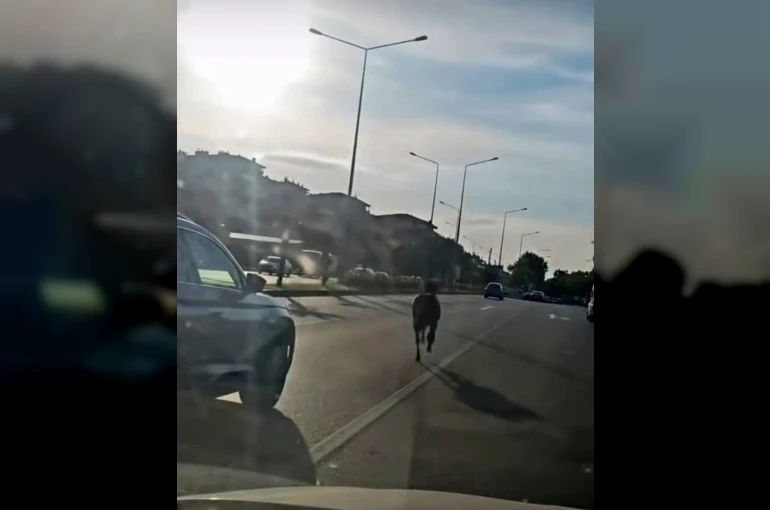 Başıboş at ana yolda trafiği tehlikeye attı 
