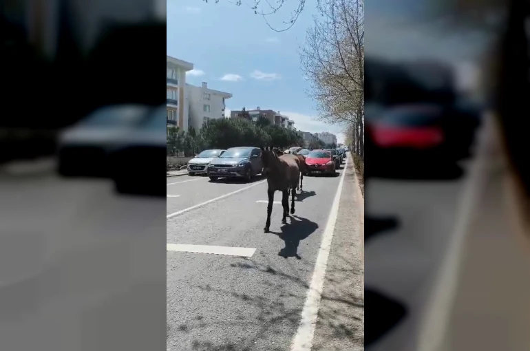 Başıboş atlar şehirde yolları mesken tuttu 