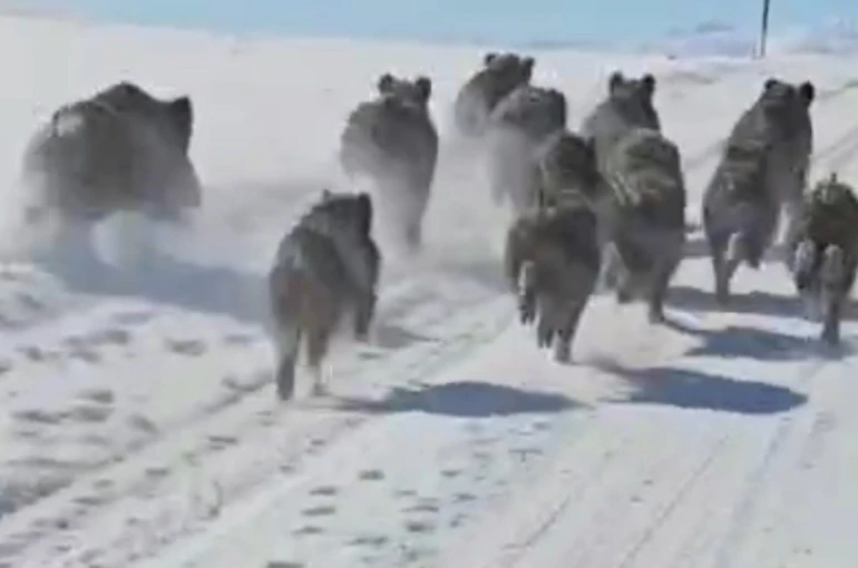 Başkale’de domuz sürüsü görüntülendi 