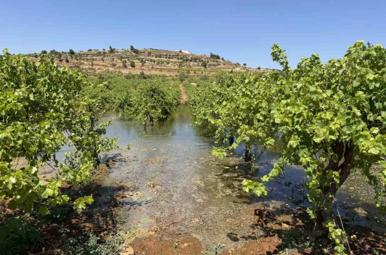 Batı Şeria’daki İsrailli yerleşimciler, Filistinlilerin tarım arazilerine kanalizasyon atığı bıraktı 